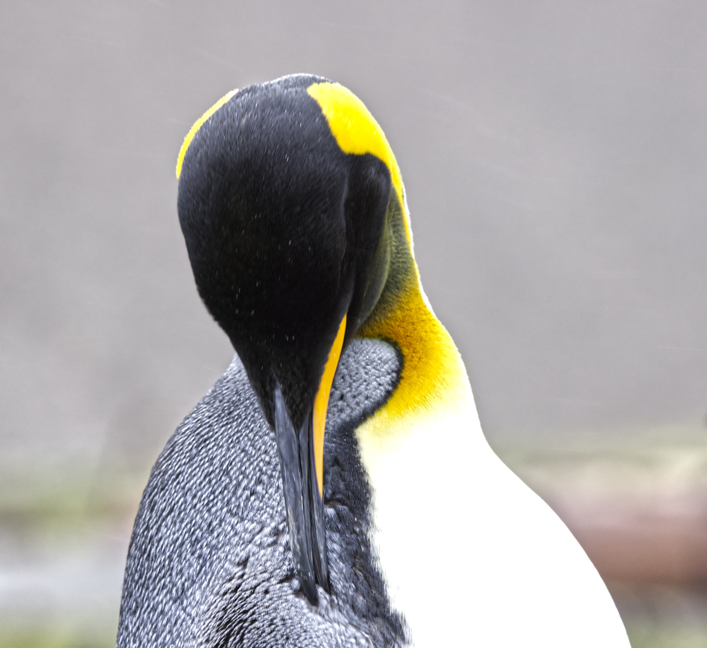 King Penguin Preening