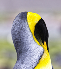 King Penguin Color I.jpg
