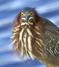 Green Heron Puffed Up.jpg