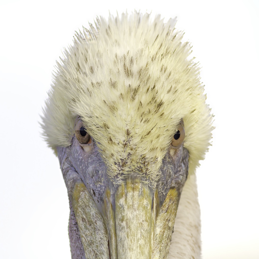 Brown Pelican Stare