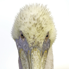 Brown Pelican Stare.jpeg