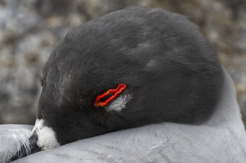 Gull Eye (Swallow-tailed)