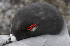 Swallow Tailed Gull Eye I (2).jpg