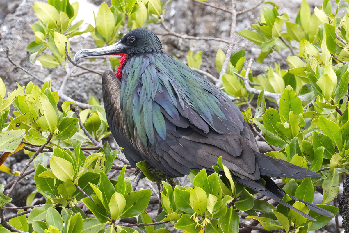 Great Frigatebird, male