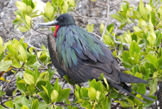 Great Frigatebird, Male.jpg