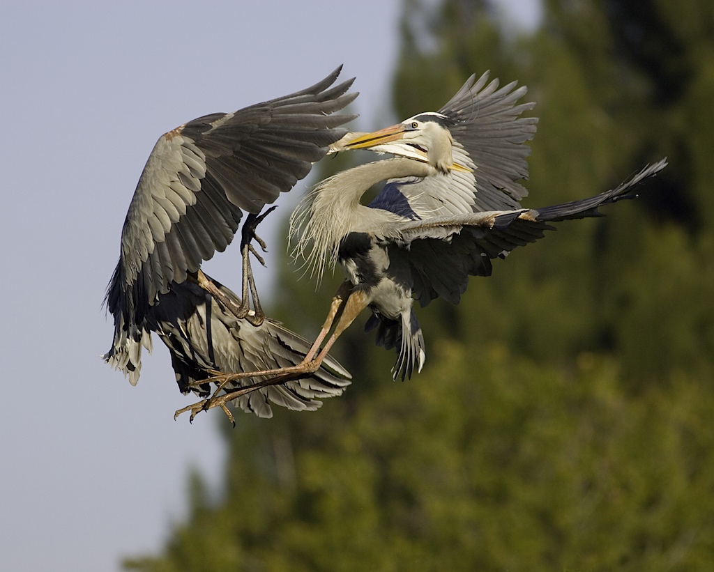 Great Blue Heron Battle