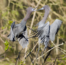 Little Blue Heron Squabble.jpg