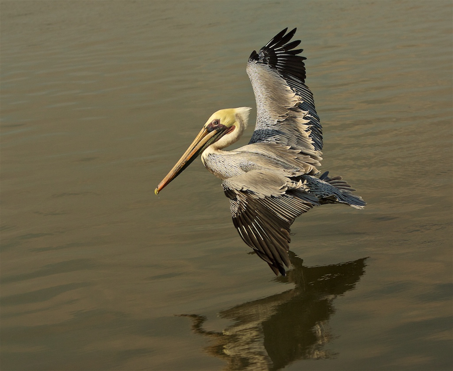 Brown Pelican Glide