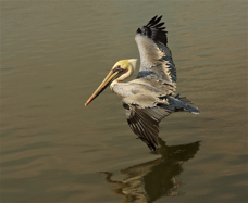 Brown Pelican Turbulence I Mazatlan 2004.jpg