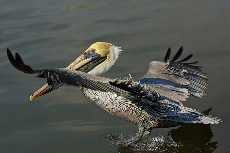 Brown Pelican WIng Vortices