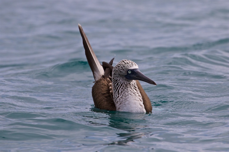 Blue-footed Booby