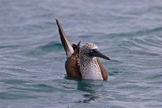 Blue-footed Booby Bobbing.jpg