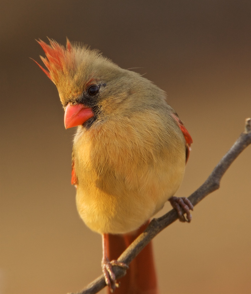 Cardinal at Dusk (f)