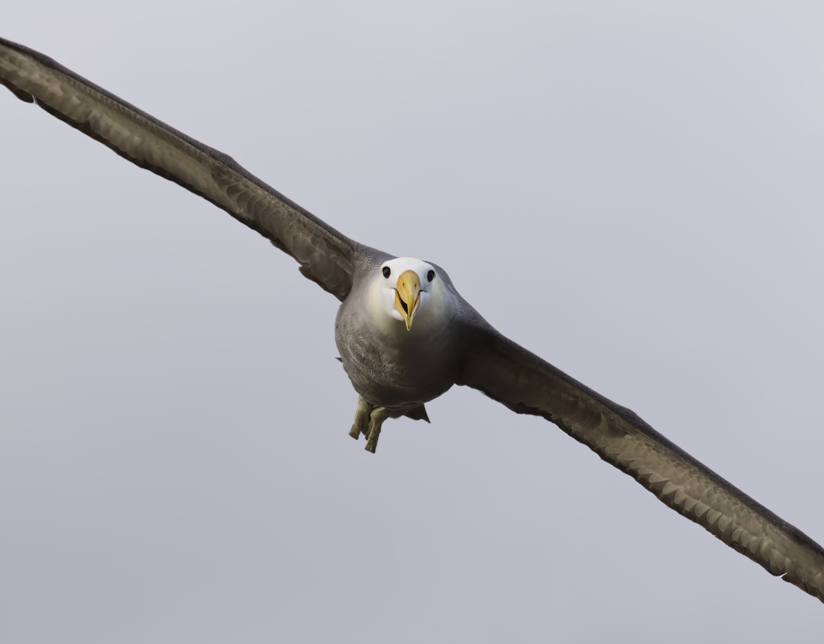 Waved Albatross Gal&aacute;pagos