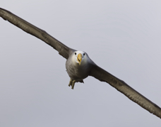 Waved Albatross.jpg