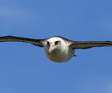Laysan Albatross Flight I.jpg