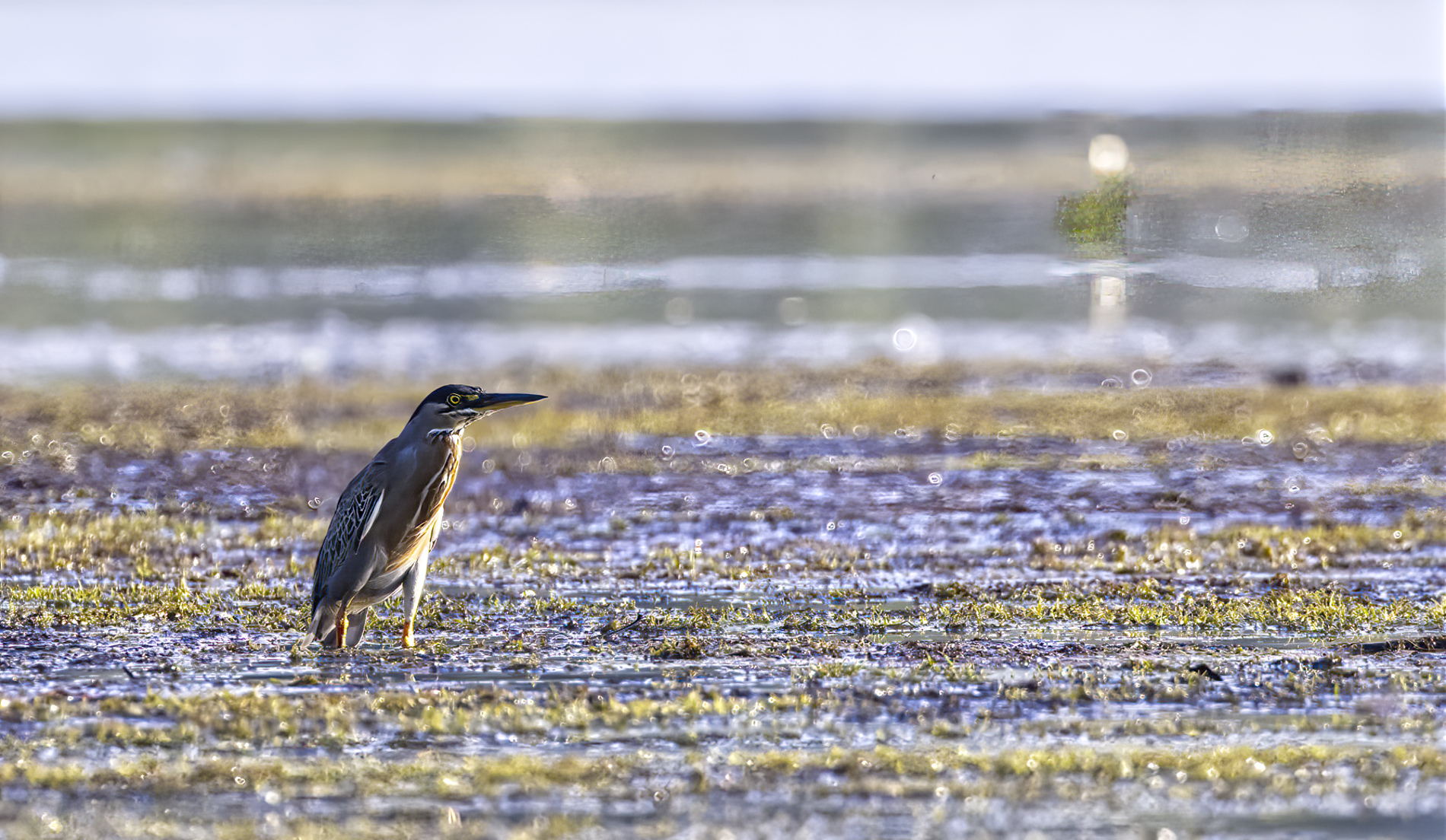 Striated Heron, A&ntilde;angu Lake, Ecuador
