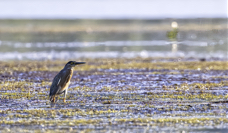 Striated Heron Napo copy.jpg
